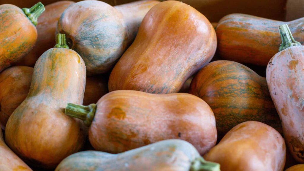 A closeup of many honeynut squashes in a box.